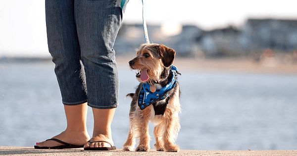 What to Pack When Taking Your Dog to Doggy Daycare