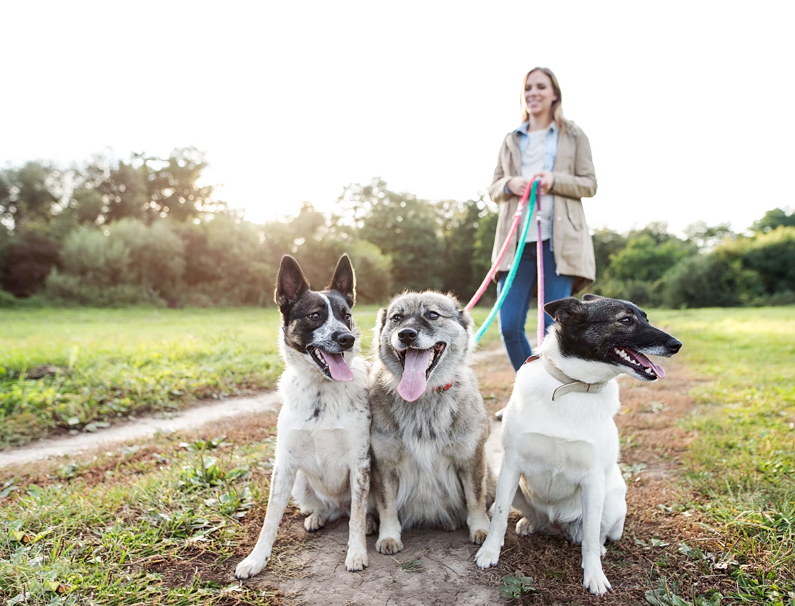 10 Important Questions You Should Ask Your Dog Daycare
