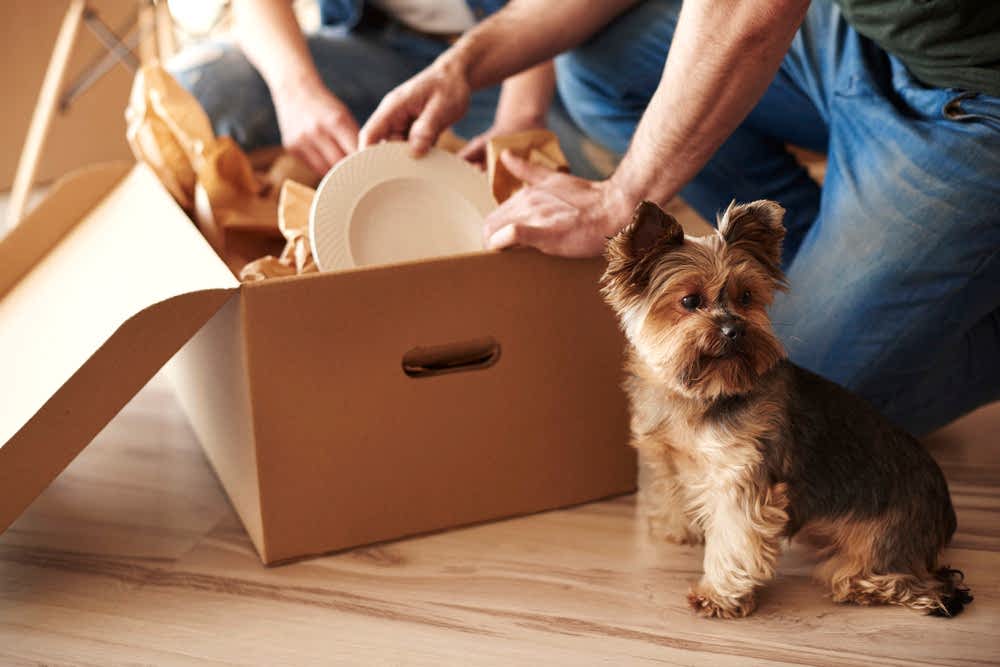 Dog Boarding Reservations: Debunking the myths