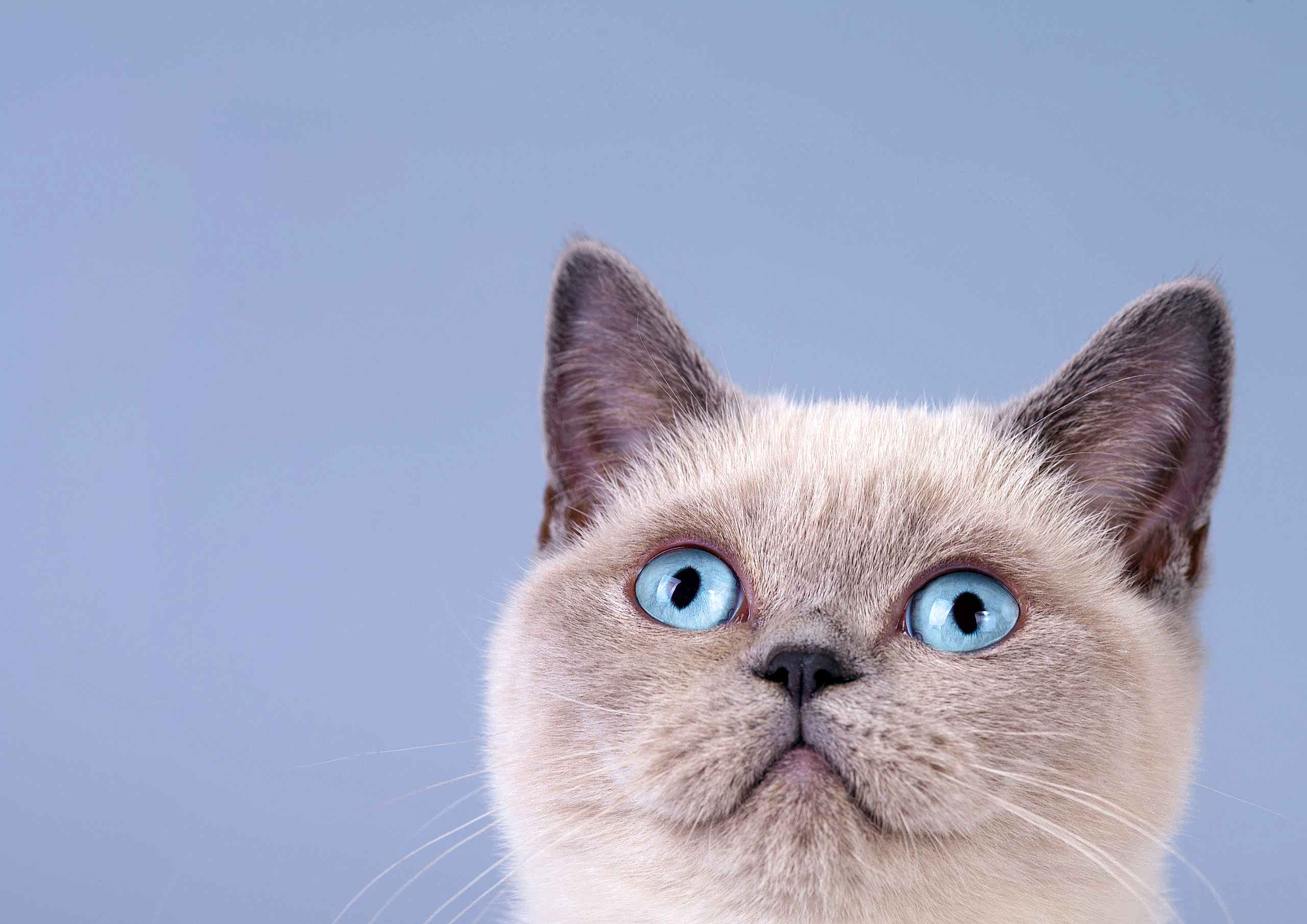Important Questions to Ask Your Cat Boarding Service