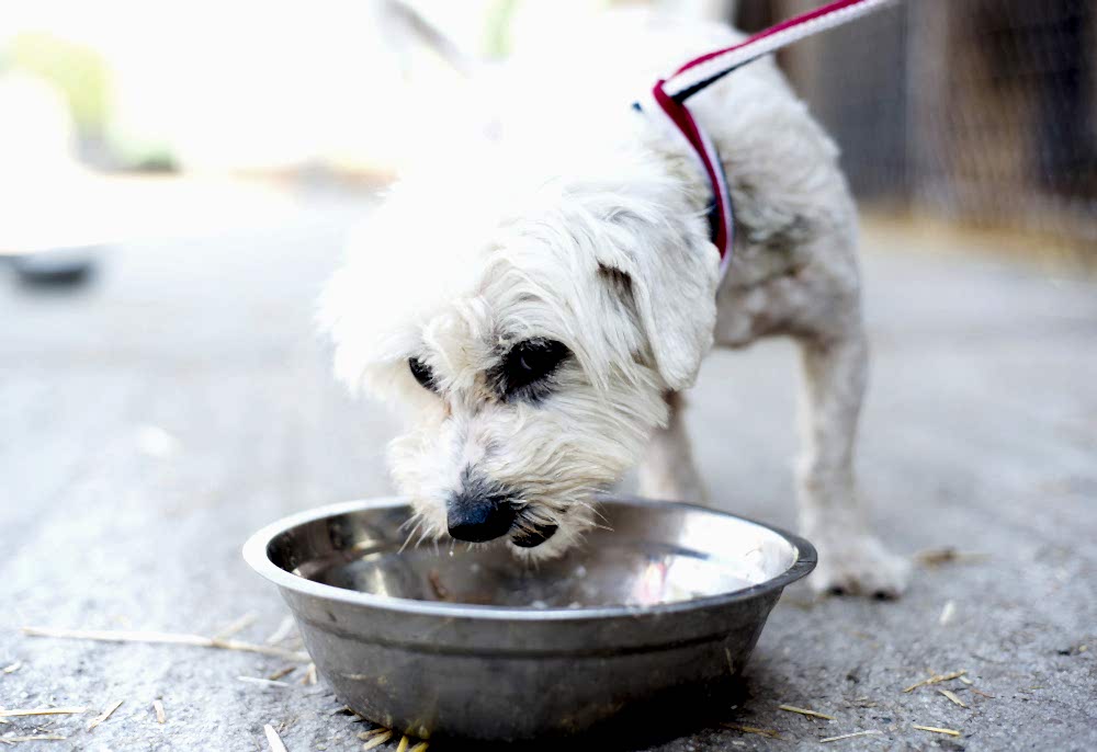Dog Boarding Tips Every Owner Should Know