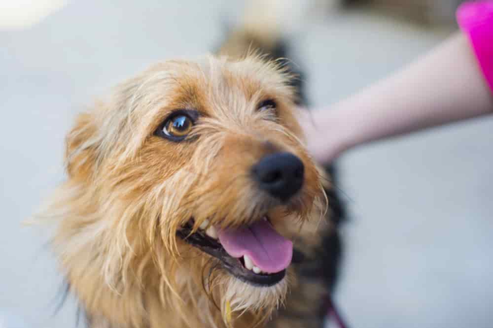 The Importance of Routine Pet Care Services